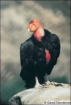 Comment s'appelle l'espce sur la photo ?