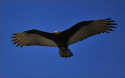 Selon une thorie, les vautours du nouveau monde auraient pour anctres...