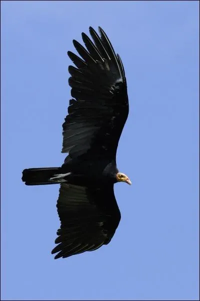 Quelle est cette espce ?