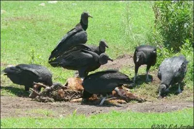 Cochez l'affirmation intruse (vraie parmi les fausses ou fausse parmi les vraies)