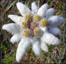 Comment se nomme galement l'Edelweiss ?