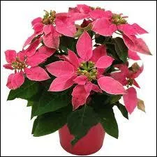 Quel est le nom de 'l'toile de Nol' ?