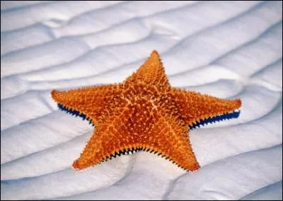 Les toiles de mer peuvent manger des moules.