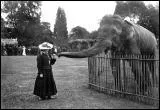 Pendant le sige de Paris par les prussiens, en 1870, les parisiens ont mang les lphants du jardin d'acclimatation.