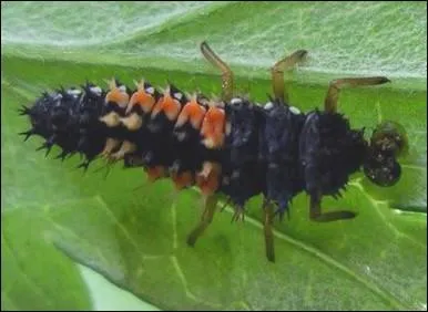 Certains jardiniers achtent des larves de coccinelles pour protger leurs plantations.