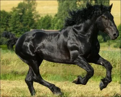 Quelle est cette race de cheval ?