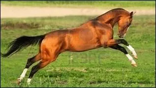 Quelle est cette race de cheval ?
