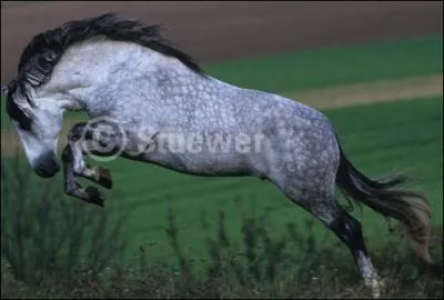 Quelle est cette race de cheval ?