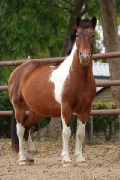 Quelle est cette race de poney ?