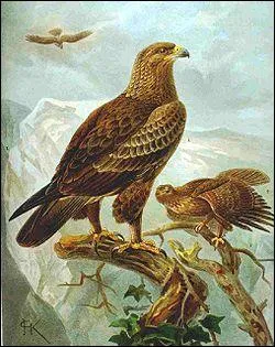 Quel est le cri de l'aigle ?