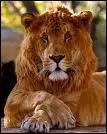 Comment se nomme l'hybride issu d'une tigresse et d'un lion ?