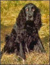 Quelle est la race de ce chien ?