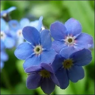 Quelle est cette fleur appele aussi 'oreille de souris' ?