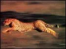 Quelle vitesse peut dpasser un gupard ?