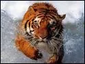 Jusqu' quel ge peut vivre le tigre ?