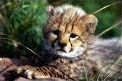 Quiz Guepard
