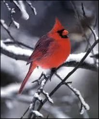 Quel est le nom de cet oiseau exotique ?