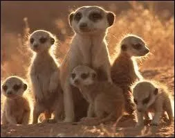 Dans le film 'La famille Suricate', comment s'appelle le bb suricate qui cherche  retrouver sa famille ?