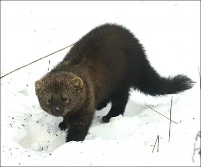 Quel est ce mustlid carnivore mesurant de 50  70 cm, originaire d'Amrique du Nord (Alaska, Canada) ?