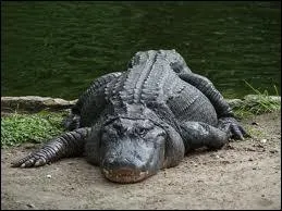 Combien peut mesurer un alligator ?
