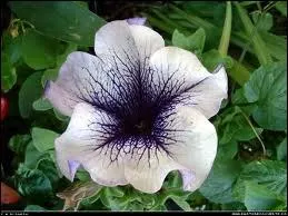 Comment se nomme cette fleur ?