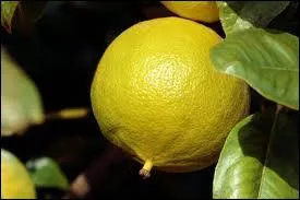 Du croisement de quels fruits la bergamote est-elle issue ?