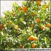 O la bergamote est-elle essentiellement cultive ?