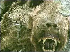 De quelle race est cette autre monture ?