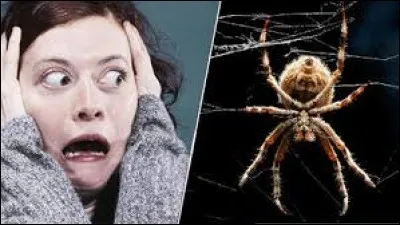 Des araignées ?