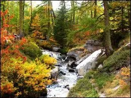 Quel est l'animal qui a l'appellation de 'solitaire' ?