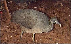 Quel est cet oiseau de la famille des tinamides ?