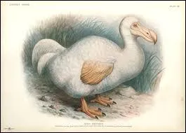 Quel est cet oiseau disparu qui aurait t, d'aprs les recherches, un Ibis ?