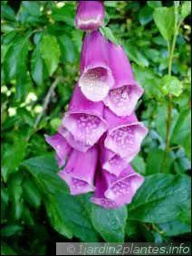 Comment s'appelle t-elle ?