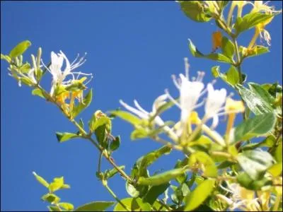 Quelle partie de cette fleur est toxique ?