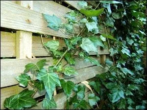 Allez facile, quelle est cette plante ?