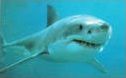 Quiz Animaux
