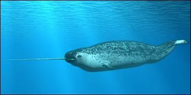 Quel surnom est donn au narval ?