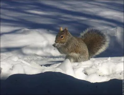 Quel est cet animal ?