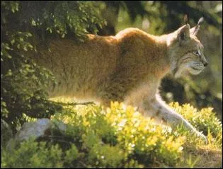 Quel est cet animal ?