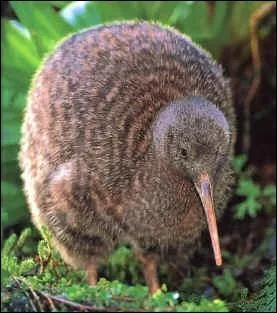 Quel est cet animal ?