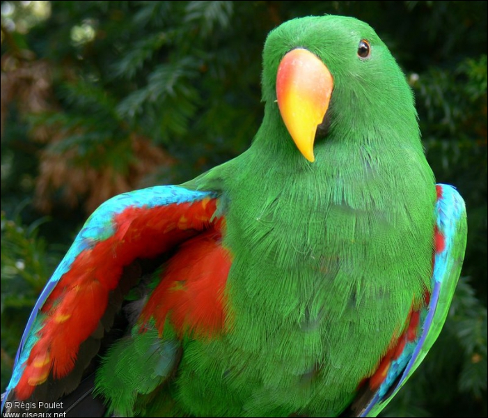 Ce grand perroquet peut mesurer 35 cm de long. Les deux sexes sont de couleur différentes (rouge pour la femelle et vert pour le mâle). Ce perroquet vit dans les zones boisées et montagneuses. C'est :