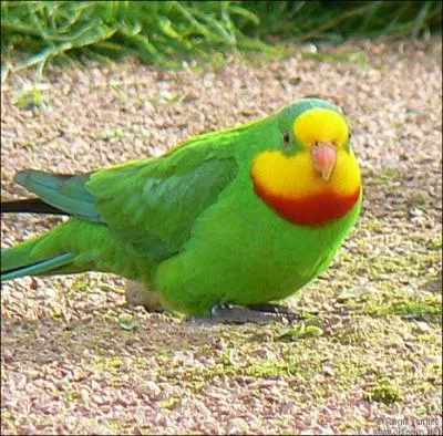 Cette perruche mange les fleurs, le nectar des eucalyptus, des graines, des fruits, des noix, des crales et des baies. C'est une espce nomade, qui vit en Australie, le long des fleuves. C'est :