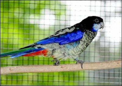 Cette espce est originaire de l'Australie du Nord-Ouest. Elle mesure 38 cm de long, et sa reproduction se fait en hiver. Cette perruche est :