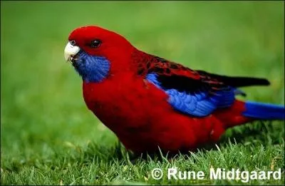 Cette perruche peut mesure de 32 cm  36 cm. Les oisillons n'atteignent le plumage dfinitif que vers 13-15 mois. Cette perruche ne niche que deux fois par an. C'est donc :