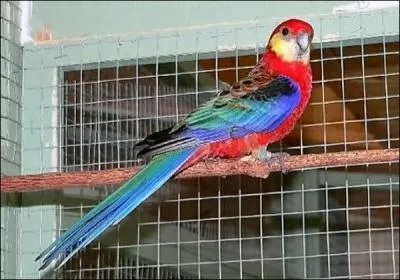 Cette perruche grande favorite des amateurs, est originaire d'Australie. Cette perruche peut atteindre 27 cm. Le mle se diffrencie nettement de la femelle. Cette perruche est donc :