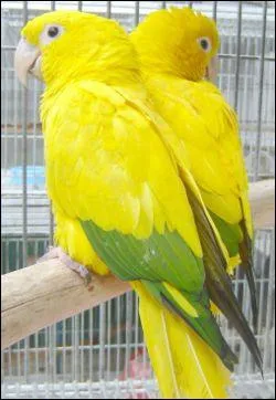 Cette perruche est l'une des plus rares, les plus coteuses et les plus frappantes qui soient. Cette perruche de 34 cm, nous vient des forts tropicales d'Amrique du Sud, cette superbe perruche est :