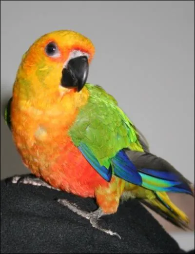 Le mle  la mme couleur que la femelle. Les couples restent toujours unis. Bien traite, elle peut s'apprivoise et mme dire quelques mots. Cette belle perruche jaune-orange est :