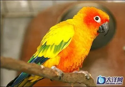 C'est un oiseau trs coteux qui peut s'apprivoiser et parler. Elle mesure 30 cm de long. Le mle peut se montrer trs aggresif pendant la reproduction. Cette perruche est :