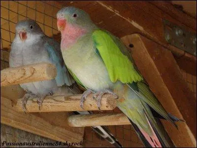 On l'a trouve dans les rgions sches de l'Australie occidentale jusqu'au nord de l'Australie mridionale. Elle peut atteindre 45 cm. Le mle est reconnaissable grce  sa longue queue. C'est :