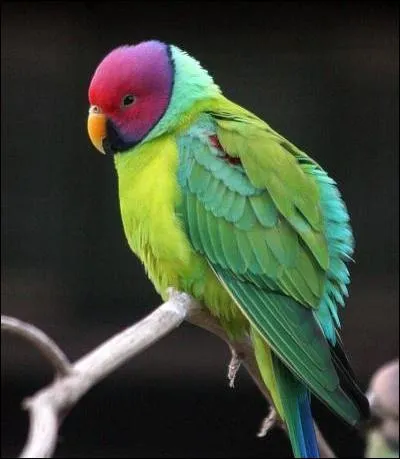 Cette trs grosse perruche peut atteindre 33  35 cm. Les jeunes ne prennent leur plumage dfinitif que vers l'ge de 3 ans. Cette perruche peut tre apprivoise et peut parler. Cette perruche est :